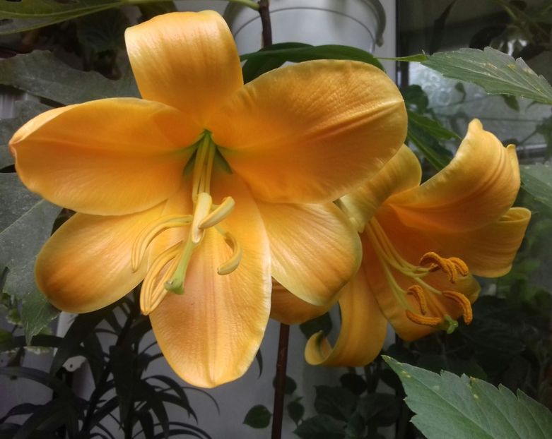 Parfumat❤❤❤ - Împreună