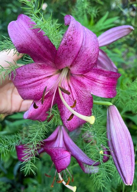 75E066E3-7156-4CE9-AF8D-F49DEFD691BF - Hemerocallis 2021