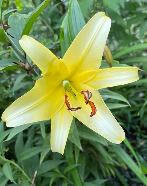 917F3D67-E463-45A0-976F-C4353A34B30A - Hemerocallis 2021