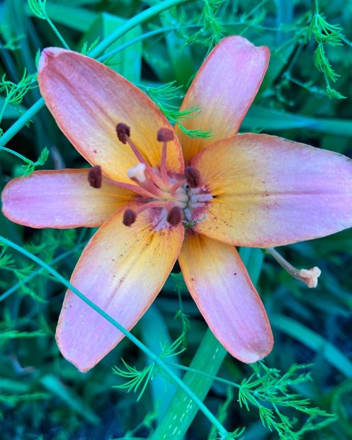 BD8B672F-71C7-421C-823D-F55E654B2BA6 - Hemerocallis 2021