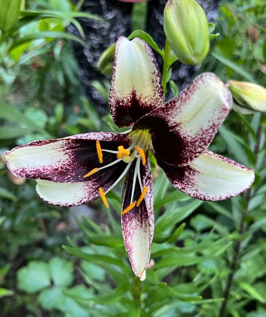 917335F7-75C0-4698-B9CA-166E87F9D990 - Hemerocallis 2021