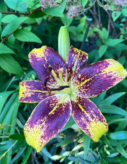 DF9F2321-2108-4DF7-9FC5-238B31644D38 - Hemerocallis 2021