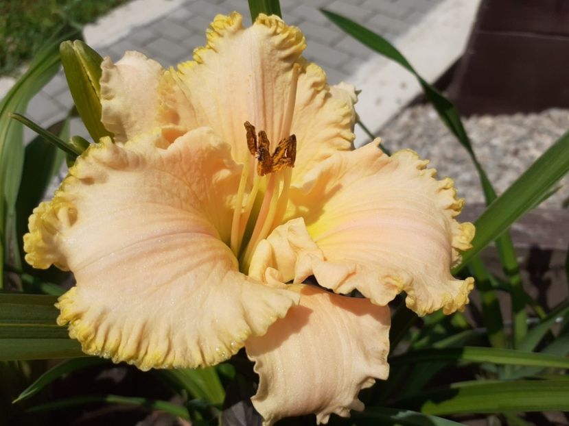  - Hemerocallis 2022