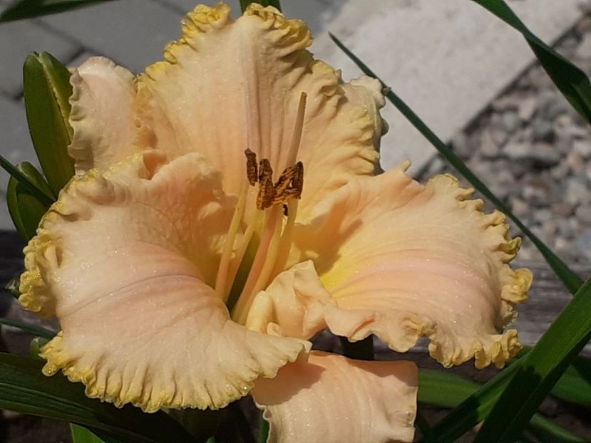  - Hemerocallis 2022