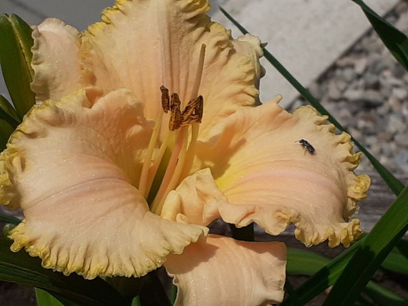  - Hemerocallis 2022
