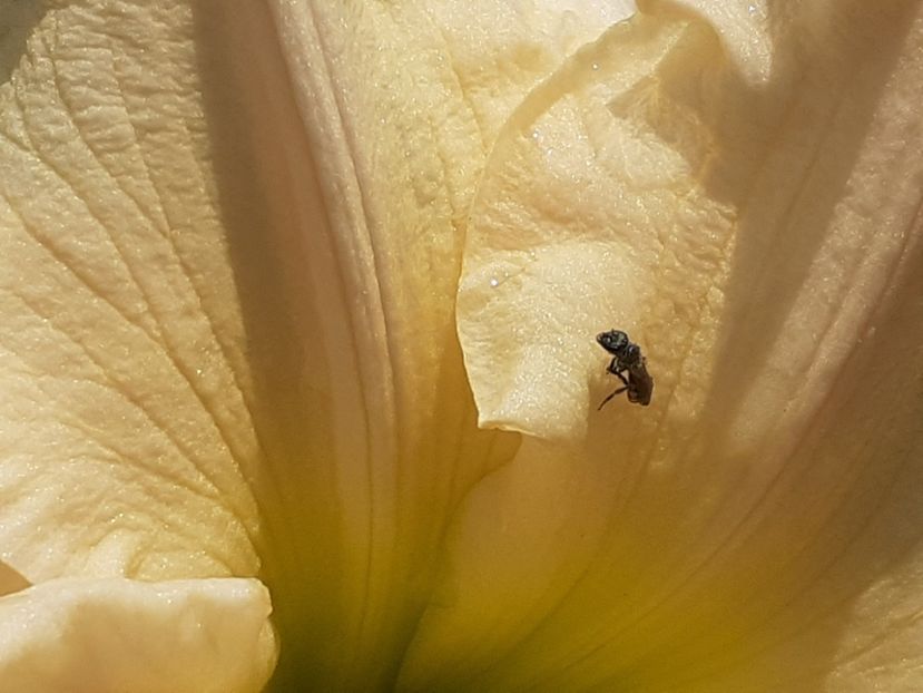  - Hemerocallis 2022