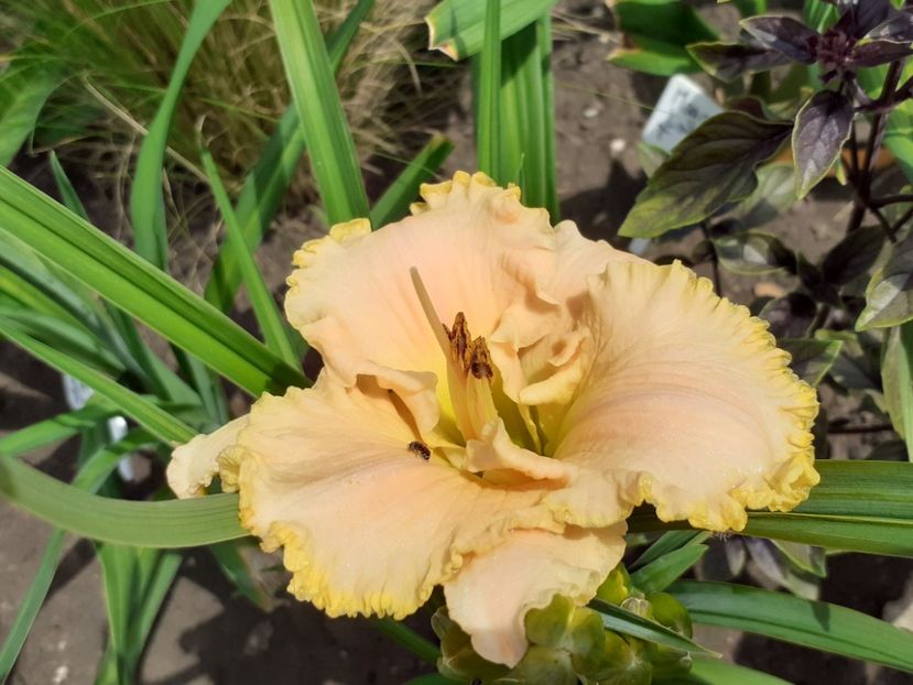  - Hemerocallis 2022