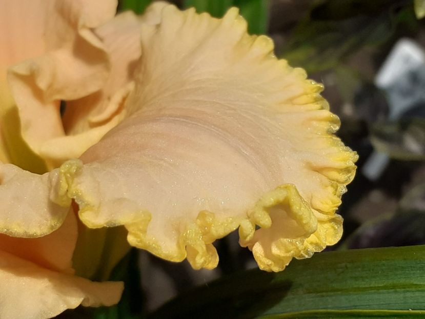  - Hemerocallis 2022
