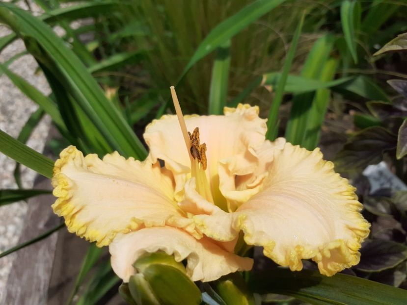  - Hemerocallis 2022