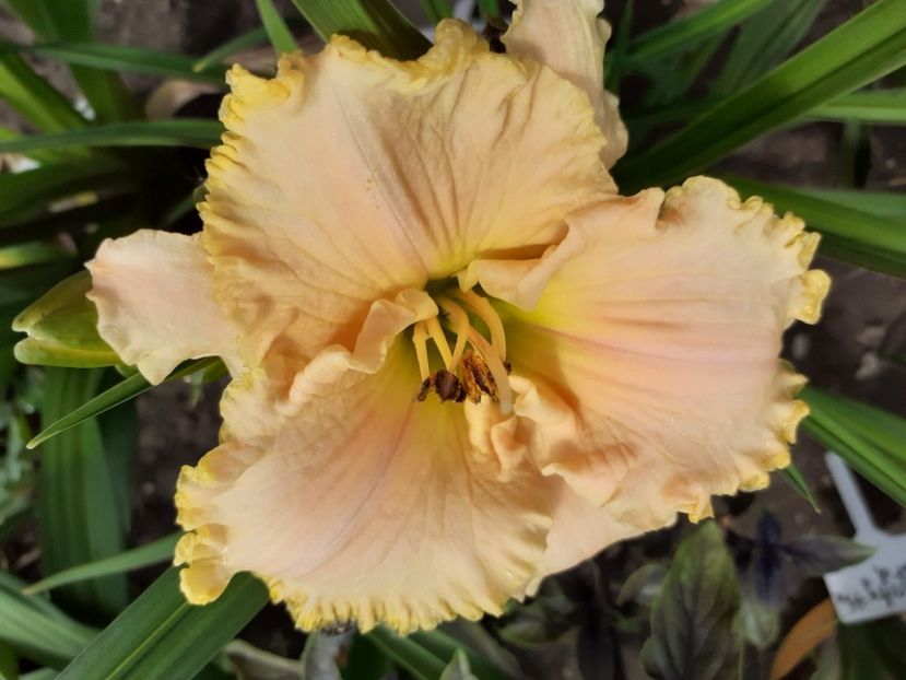  - Hemerocallis 2022