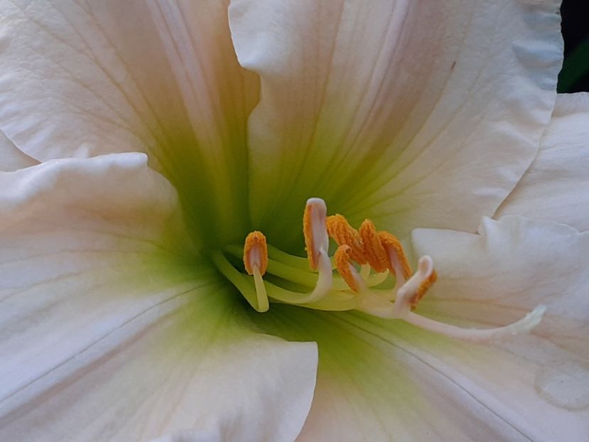  - Hemerocallis 2022
