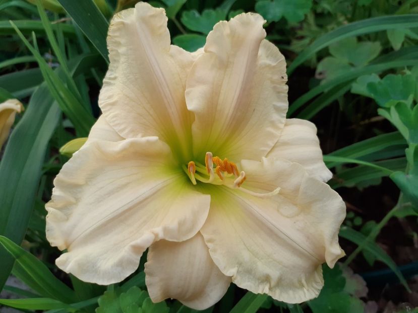  - Hemerocallis 2022