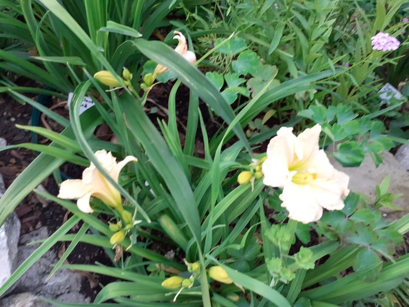  - Hemerocallis 2022