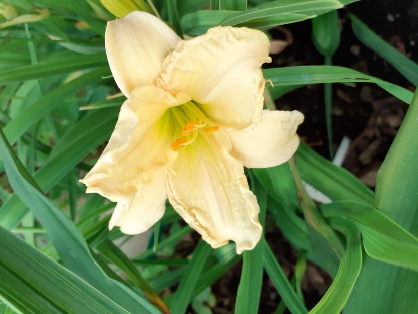  - Hemerocallis 2022
