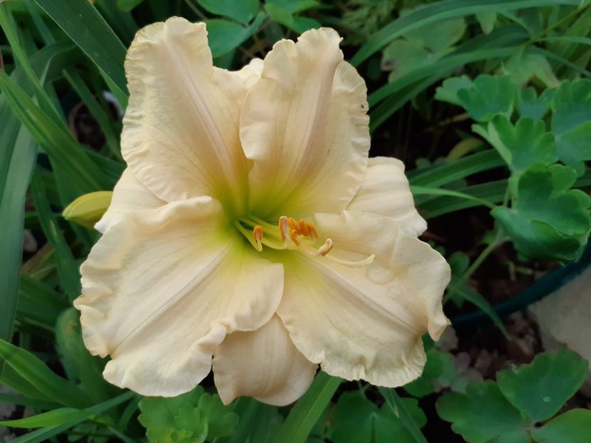  - Hemerocallis 2022