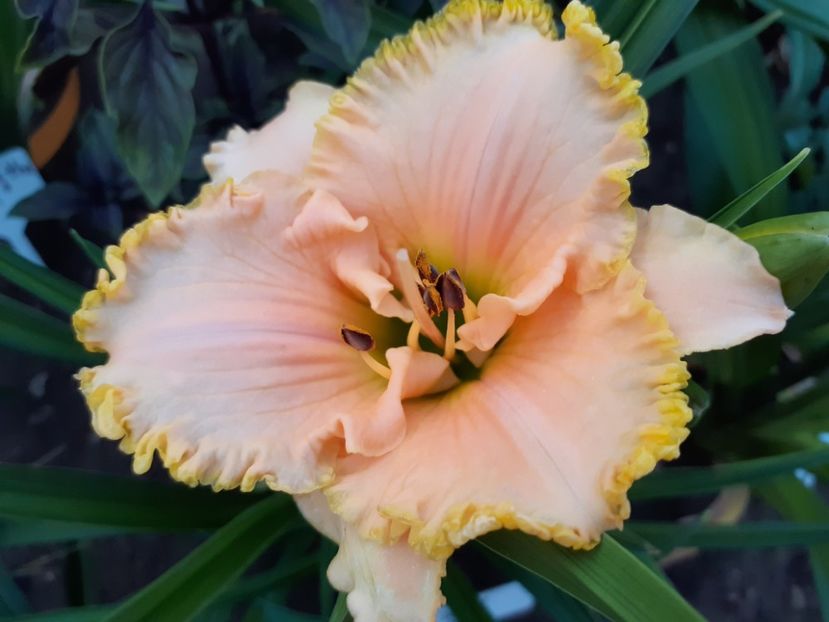  - Hemerocallis 2022