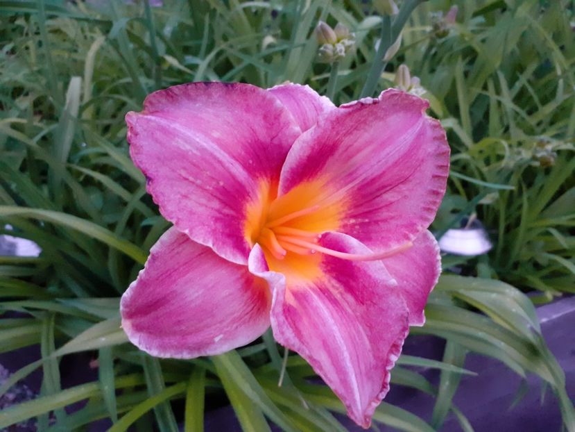  - Hemerocallis 2022