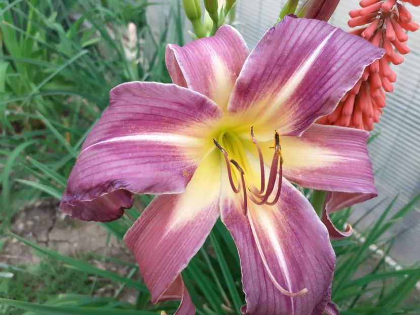  - Hemerocallis 2022