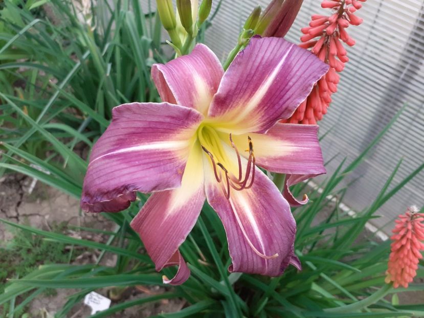  - Hemerocallis 2022