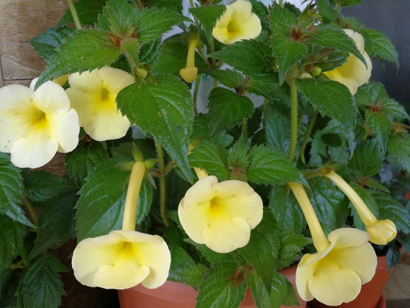  - Himalayan Sunrise xA