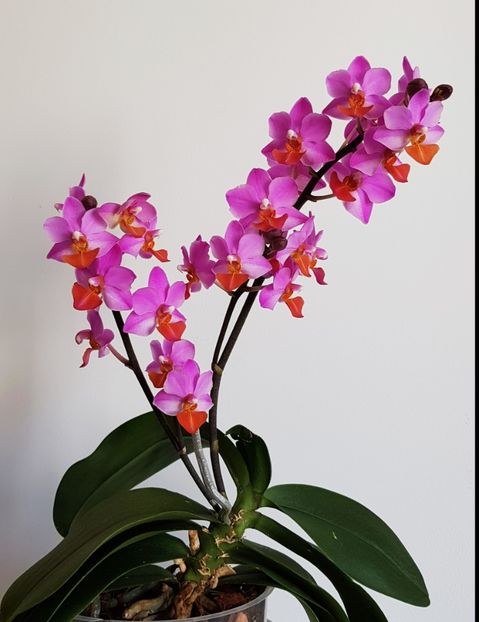 Liu' s Berry - Phalaenopsis 2