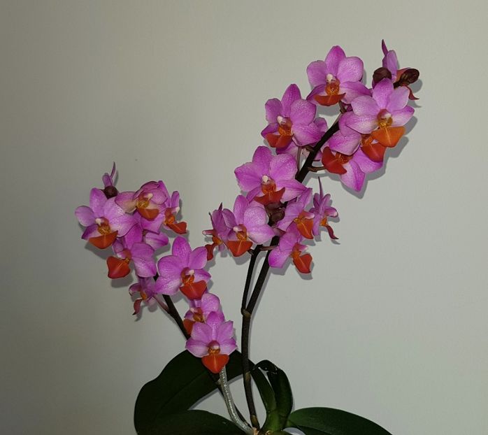  - Phalaenopsis 2