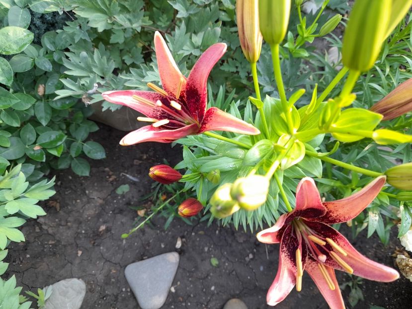  - 111 Bucurii pentru suflet 2022