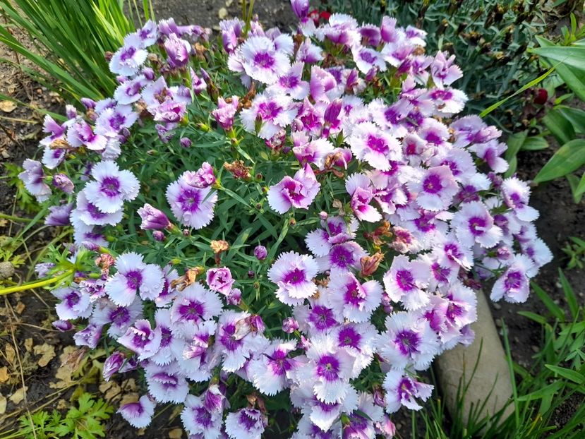  - 111 Bucurii pentru suflet 2022