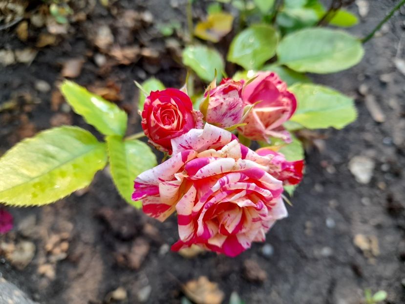  - 111 Bucurii pentru suflet 2022