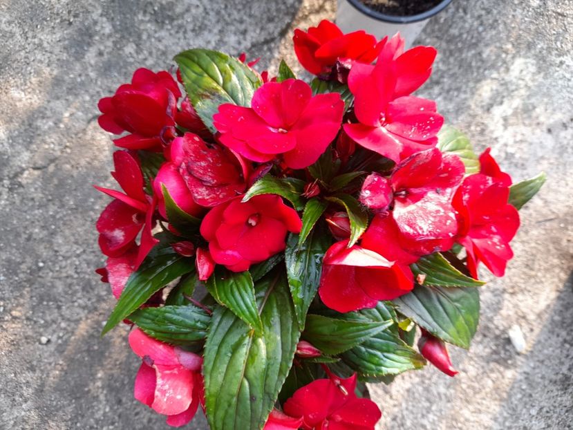  - 111 Bucurii pentru suflet 2022