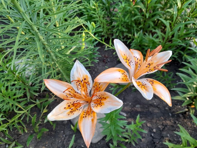  - 111 Bucurii pentru suflet 2022