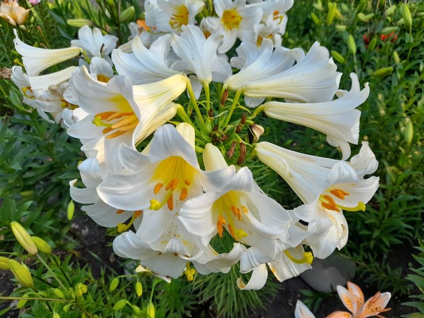  - 111 Bucurii pentru suflet 2022