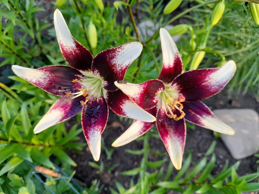  - 111 Bucurii pentru suflet 2022