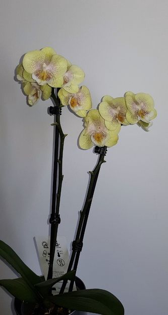  - Phalaenopsis 2