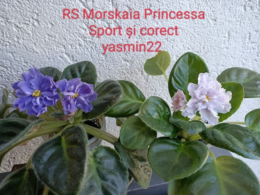 17.06.2022 - RS-Morskaia Princessa