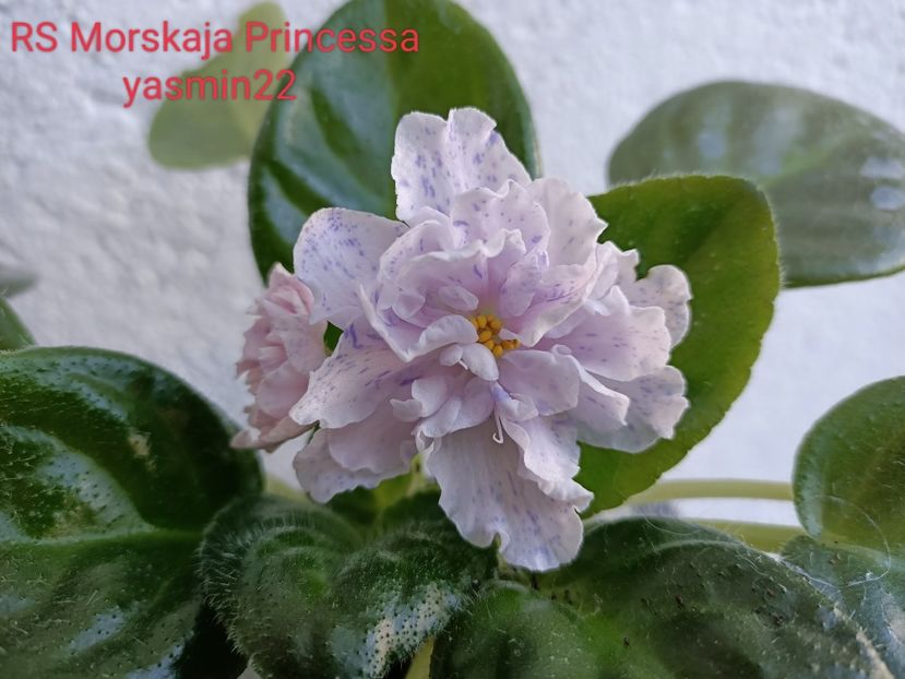 17.06.2022 - RS-Morskaia Princessa