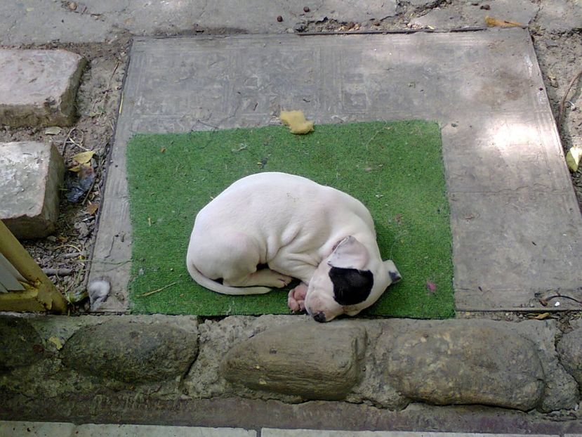 poze catei+vichi17aug2013 013 - CATEI