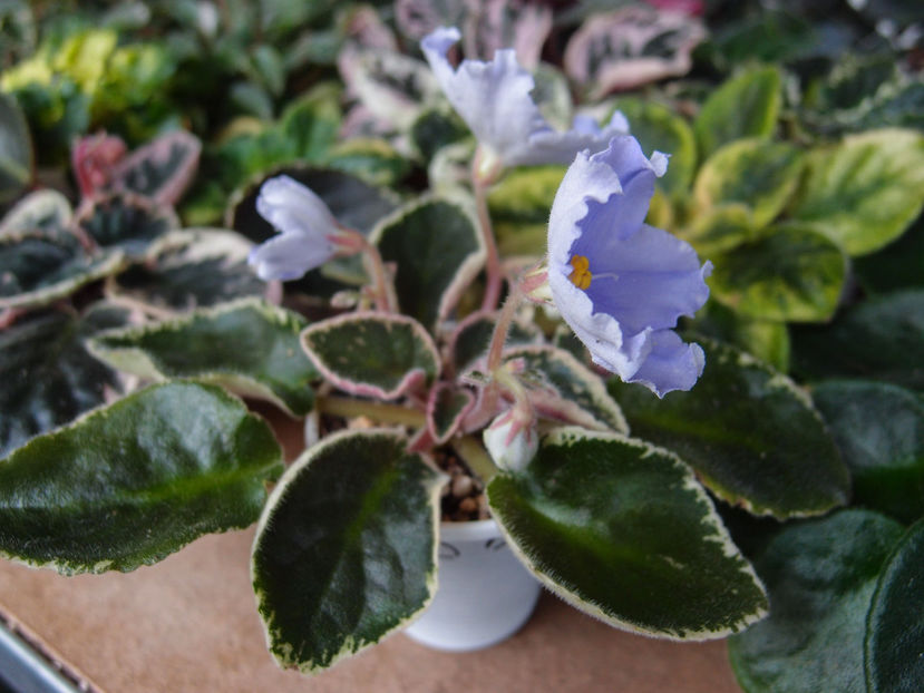 OS Beliye Nochy - a a Ghiceste varietatea 2022 recapitulare