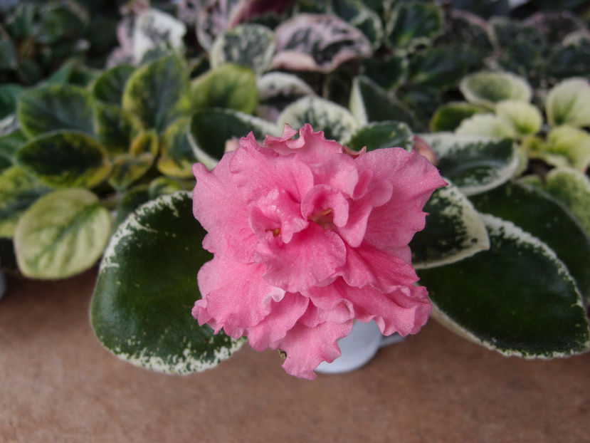 LE Lyudmila - a a Ghiceste varietatea 2022 recapitulare