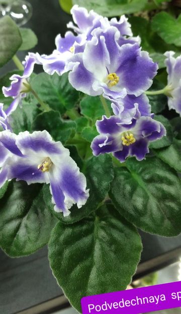  - Violete-inflorite 2022