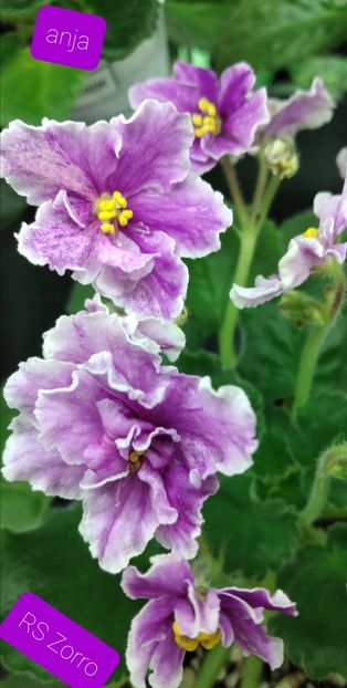  - Violete-inflorite 2022