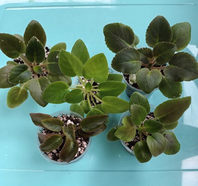 Violete de colecție, din  semințe - 1 1 Violete Africane de Colecție