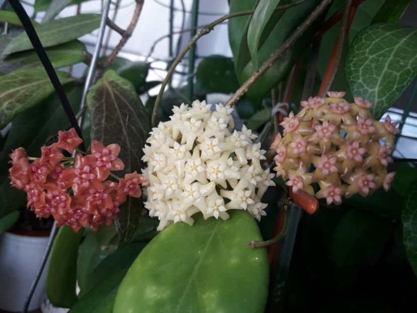  - 0 hoya infloriri in grup