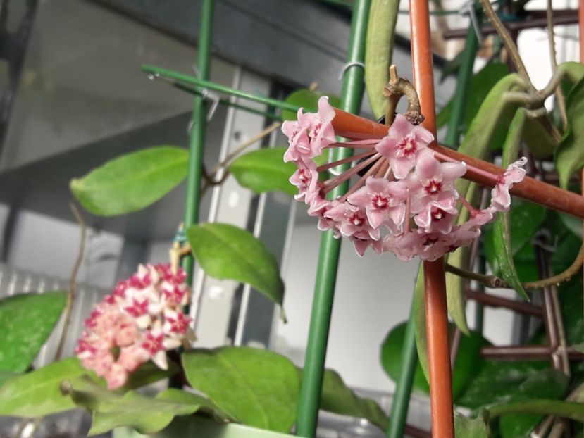  - 0 hoya infloriri in grup