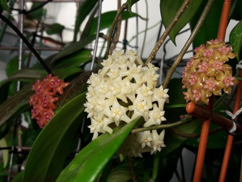  - 0 hoya infloriri in grup