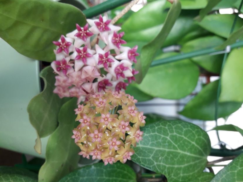  - 0 hoya infloriri in grup