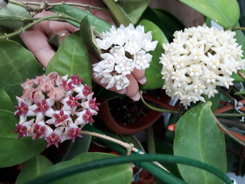  - 0 hoya infloriri in grup