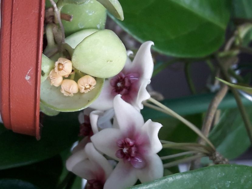  - 0 hoya infloriri in grup