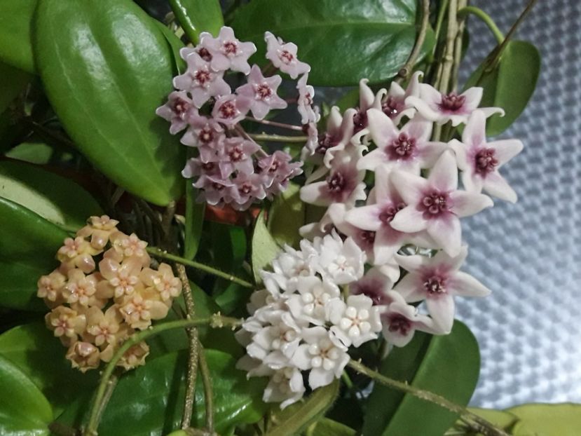  - 0 hoya infloriri in grup