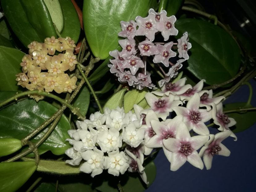  - 0 hoya infloriri in grup